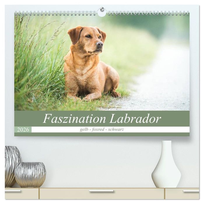 Faszination Labrador - gelb, foxred, schwarz (CALVENDO Premium Wandkalender 2026)