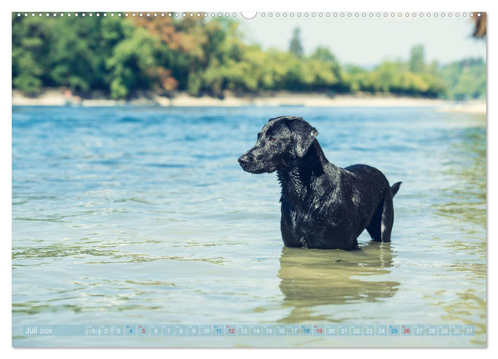 Faszination Labrador - gelb, foxred, schwarz (CALVENDO Premium Wandkalender 2026)