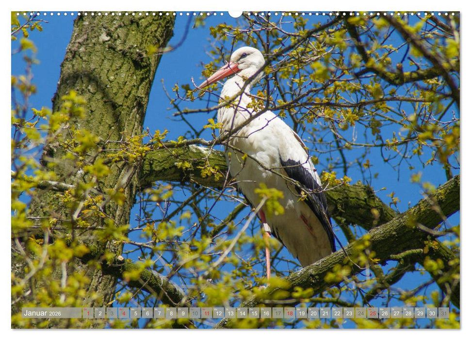 Münsterland - Vielfältige Schönheit (CALVENDO Premium Wandkalender 2026)