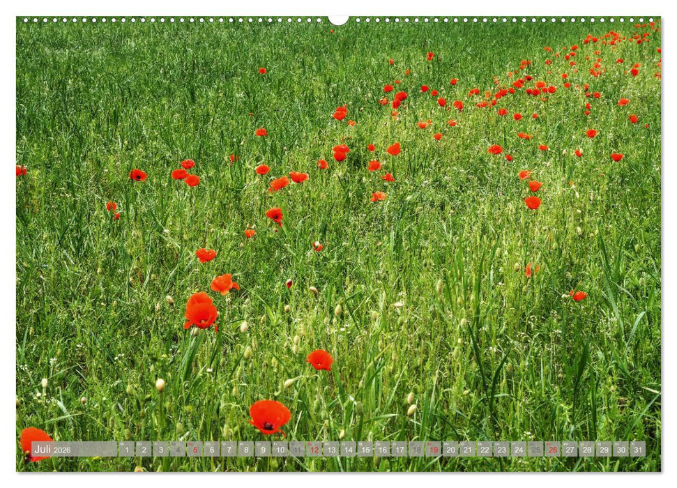 Münsterland - Vielfältige Schönheit (CALVENDO Premium Wandkalender 2026)