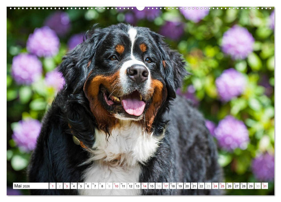 Ein Herz auf 4 Pfoten - Berner Sennenhund (CALVENDO Premium Wandkalender 2026)