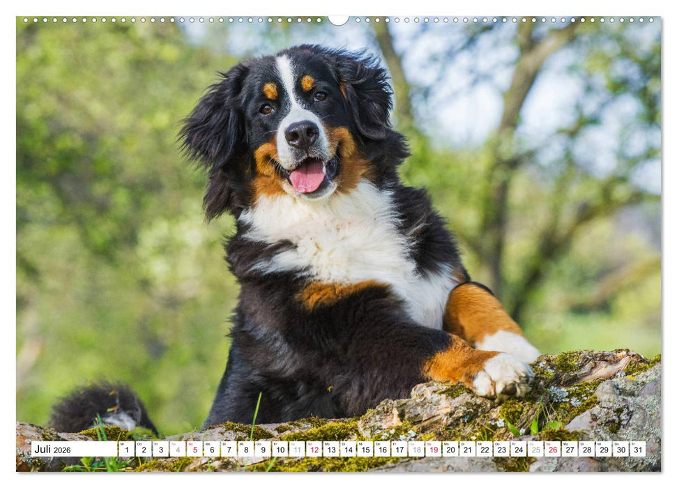 Ein Herz auf 4 Pfoten - Berner Sennenhund (CALVENDO Premium Wandkalender 2026)