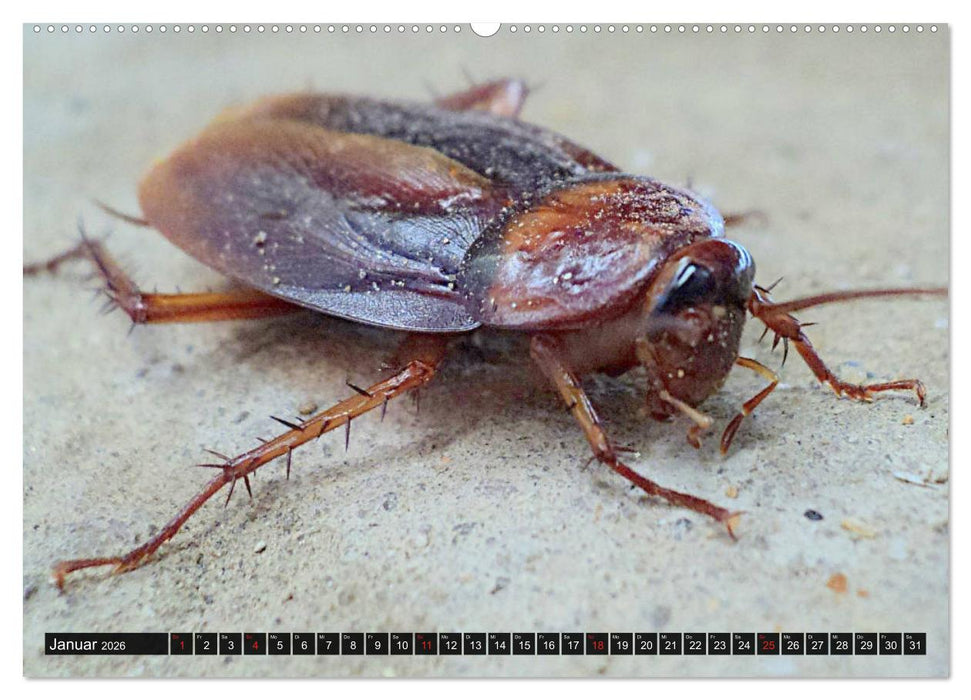 Abneigung und Ekel. Die unbeliebtesten Tiere (CALVENDO Wandkalender 2026)