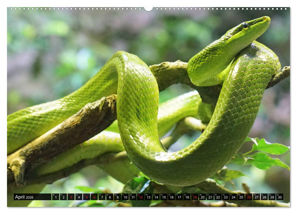 Abneigung und Ekel. Die unbeliebtesten Tiere (CALVENDO Wandkalender 2026)