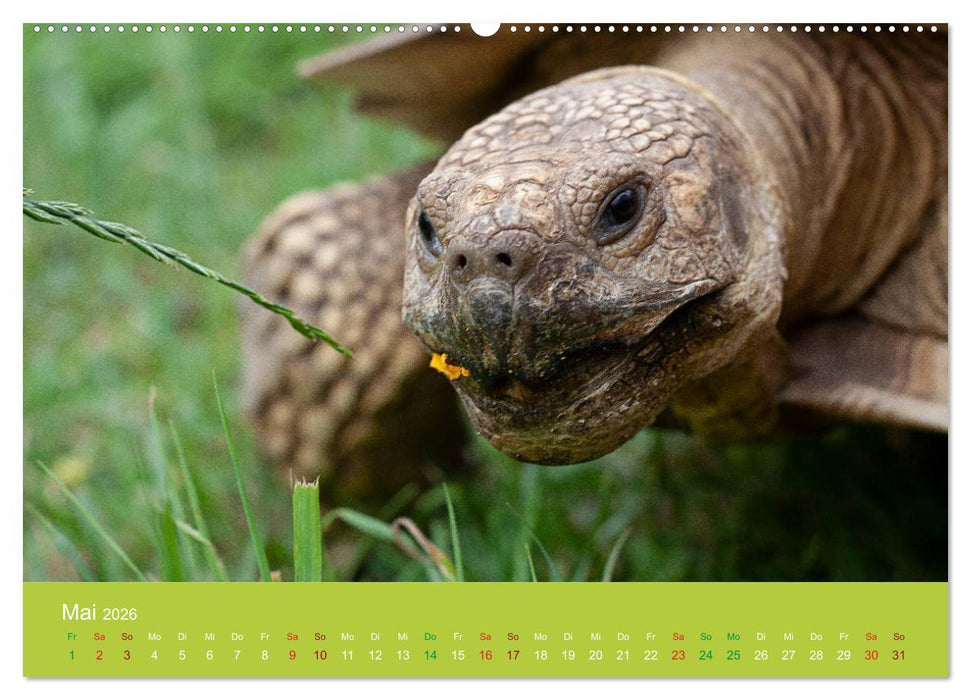 Meine Schildkröten (CALVENDO Premium Wandkalender 2026)