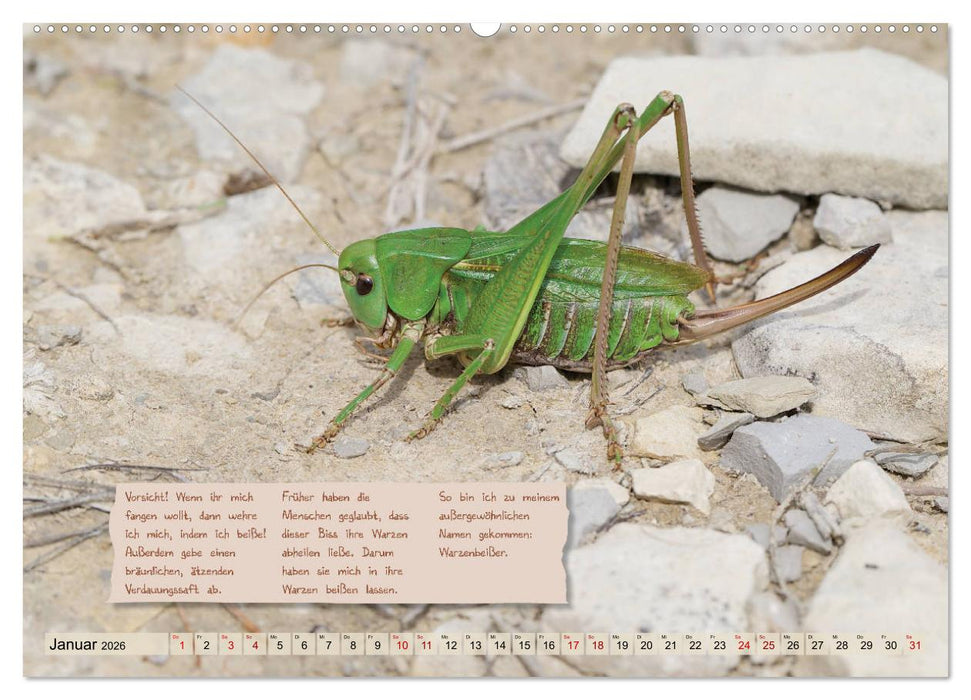 GEOclick Lernkalender: Insekten (CALVENDO Premium Wandkalender 2026)