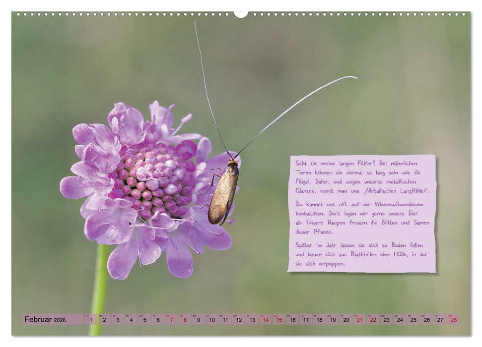 GEOclick Lernkalender: Insekten (CALVENDO Premium Wandkalender 2026)