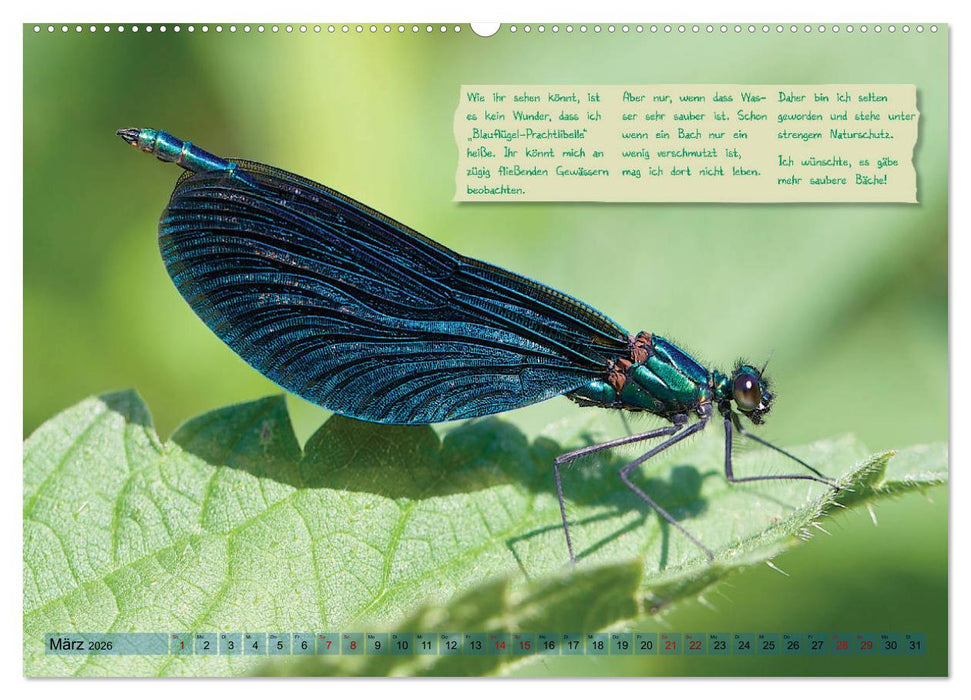 GEOclick Lernkalender: Insekten (CALVENDO Premium Wandkalender 2026)