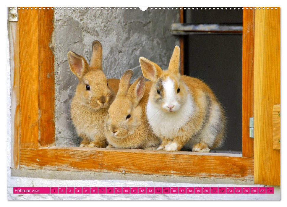 Kaninchen. Putzig, flauschig und geliebt (CALVENDO Premium Wandkalender 2026)