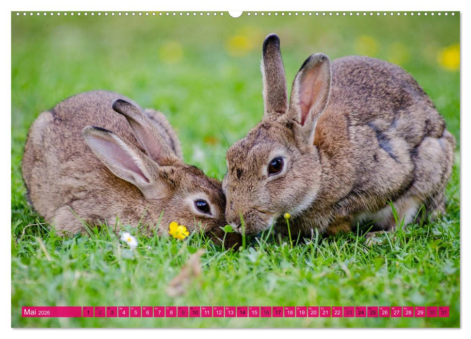 Kaninchen. Putzig, flauschig und geliebt (CALVENDO Premium Wandkalender 2026)
