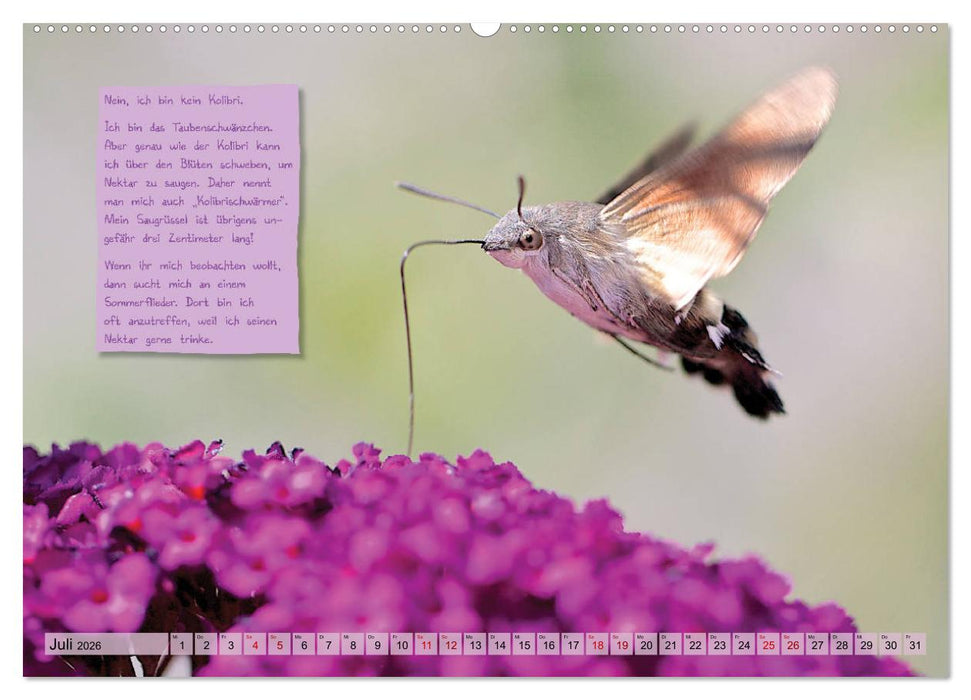 GEOclick Lernkalender: Steckbriefe einheimischer Schmetterlinge (CALVENDO Premium Wandkalender 2026)