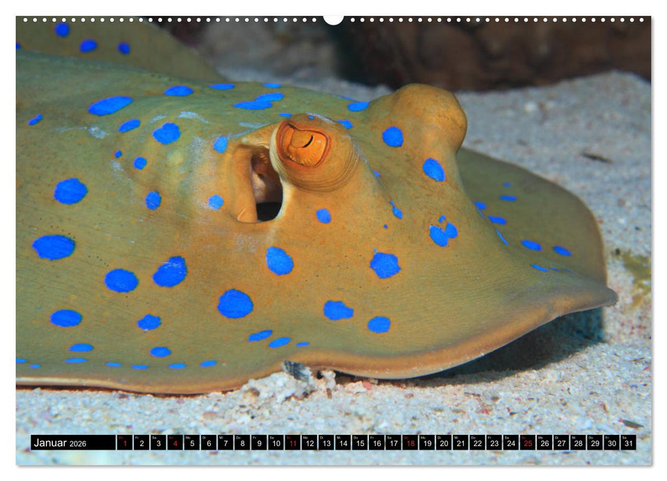 Rotes Meer Unterwasser (CALVENDO Wandkalender 2026)