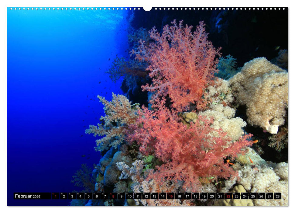 Rotes Meer Unterwasser (CALVENDO Wandkalender 2026)