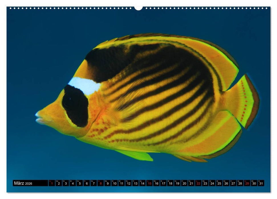 Rotes Meer Unterwasser (CALVENDO Wandkalender 2026)