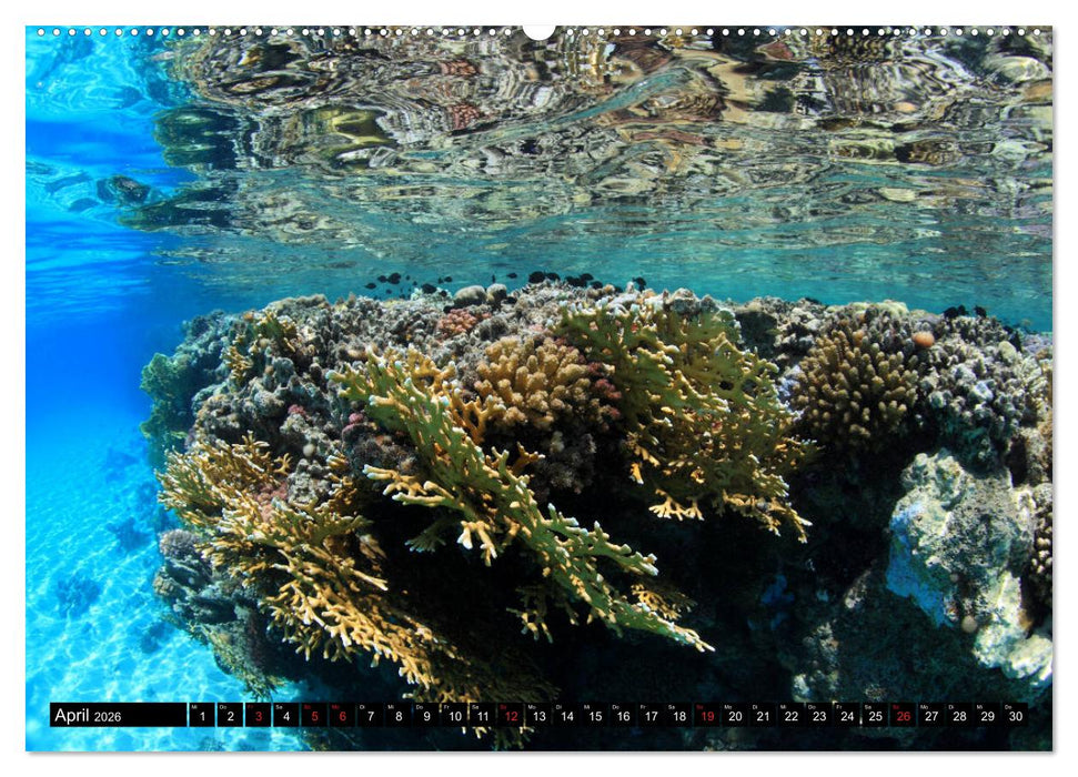 Rotes Meer Unterwasser (CALVENDO Wandkalender 2026)