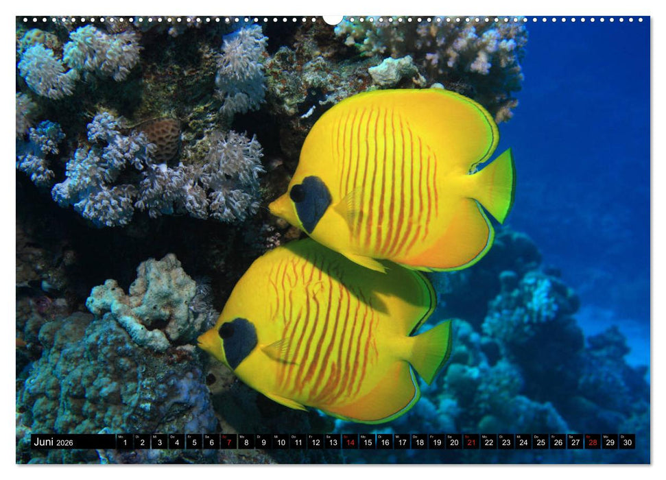 Rotes Meer Unterwasser (CALVENDO Wandkalender 2026)