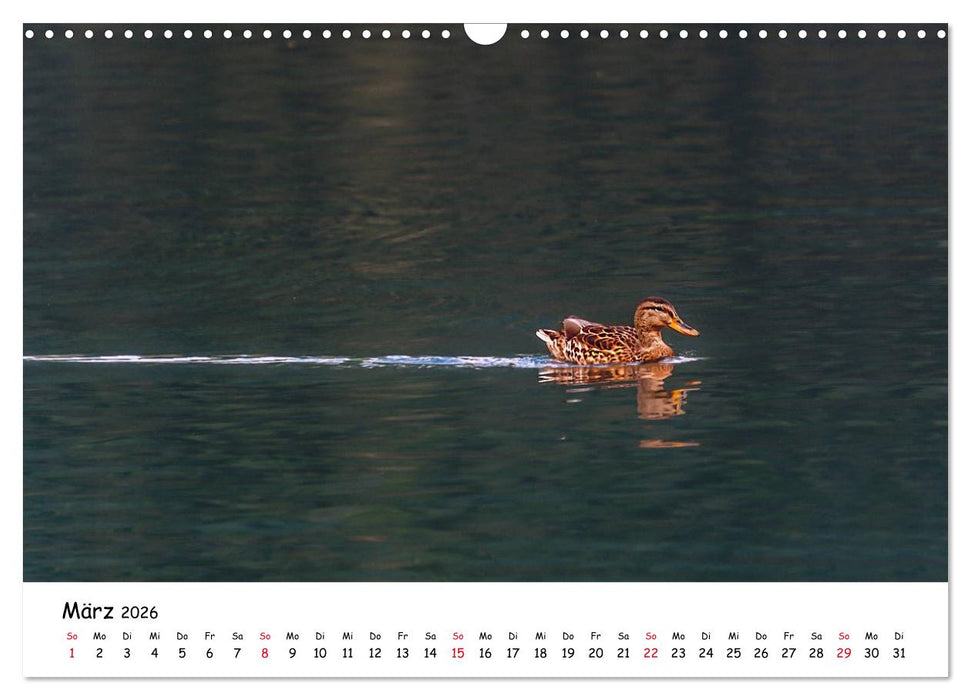 Wanderbarer Weißensee (CALVENDO Wandkalender 2026)
