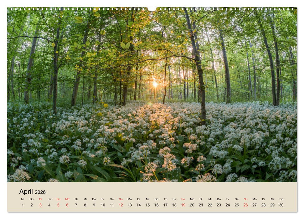 Der Wald. Durch zauberhafte Waldlandschaften (CALVENDO Premium Wandkalender 2026)