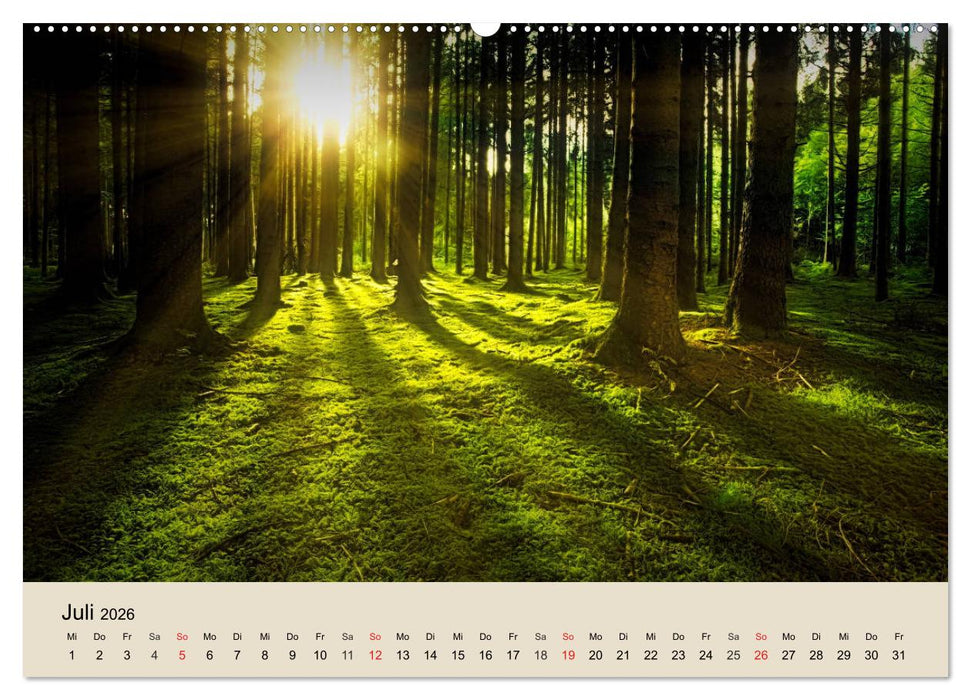 Der Wald. Durch zauberhafte Waldlandschaften (CALVENDO Premium Wandkalender 2026)