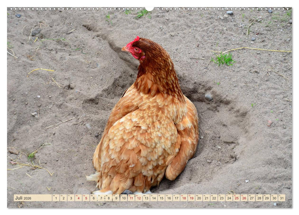 Charmante Hühner (CALVENDO Premium Wandkalender 2026)