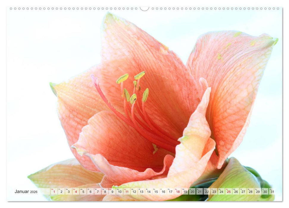 Blumenlust (CALVENDO Premium Wandkalender 2026)