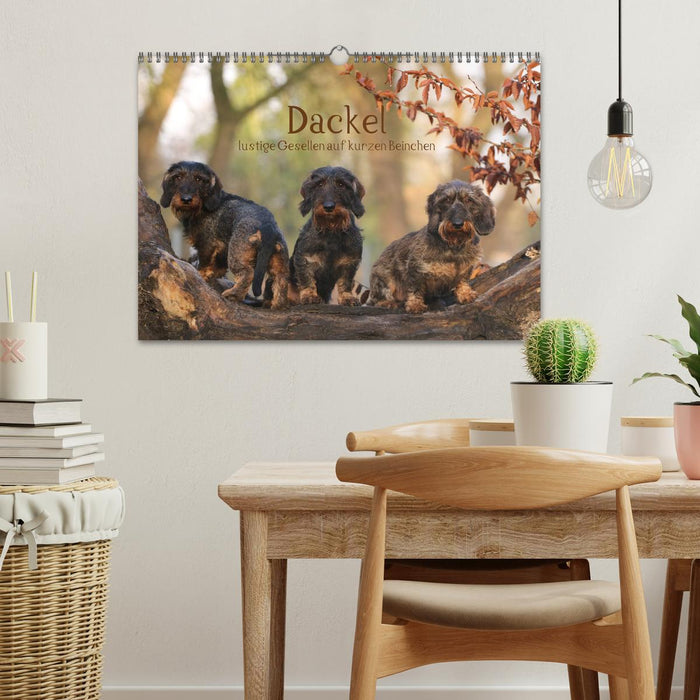 Dackel - lustige Gesellen auf kurzen Beinchen (CALVENDO Wandkalender 2026)
