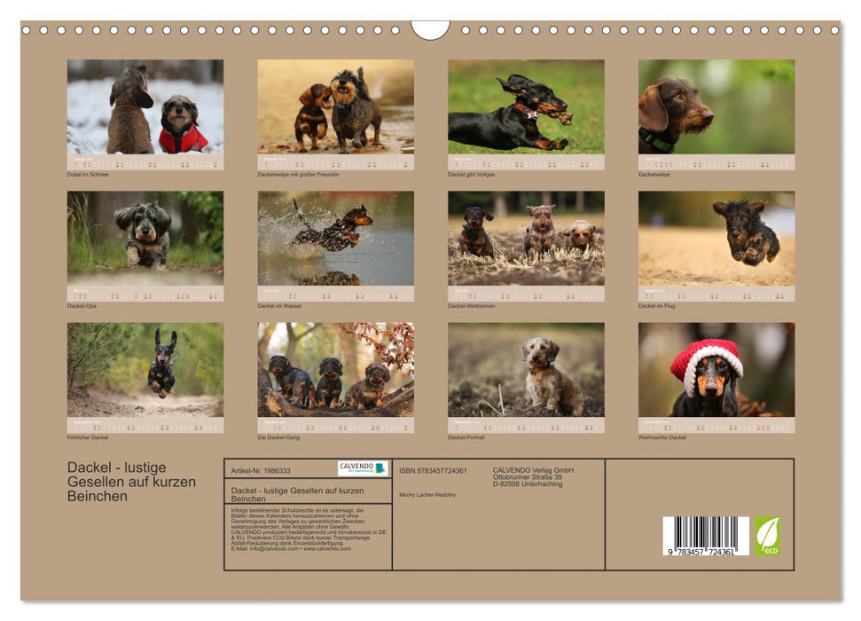 Dackel - lustige Gesellen auf kurzen Beinchen (CALVENDO Wandkalender 2026)