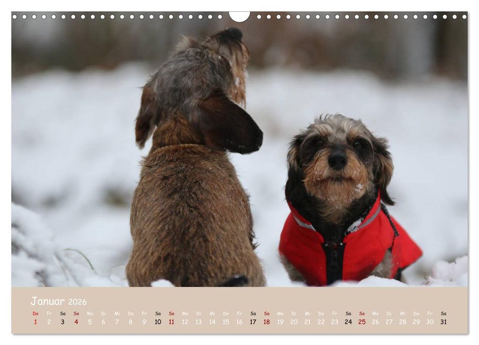 Dackel - lustige Gesellen auf kurzen Beinchen (CALVENDO Wandkalender 2026)