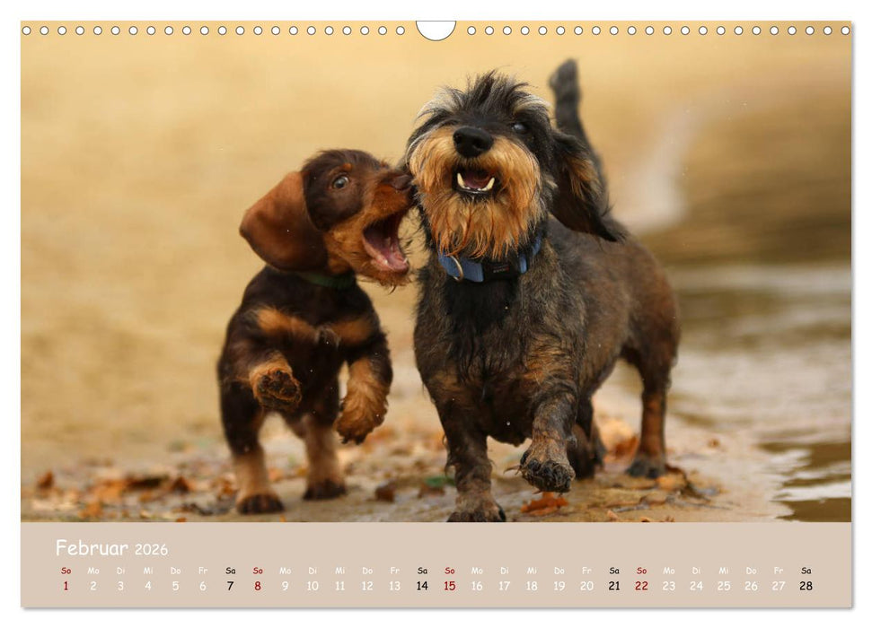 Dackel - lustige Gesellen auf kurzen Beinchen (CALVENDO Wandkalender 2026)