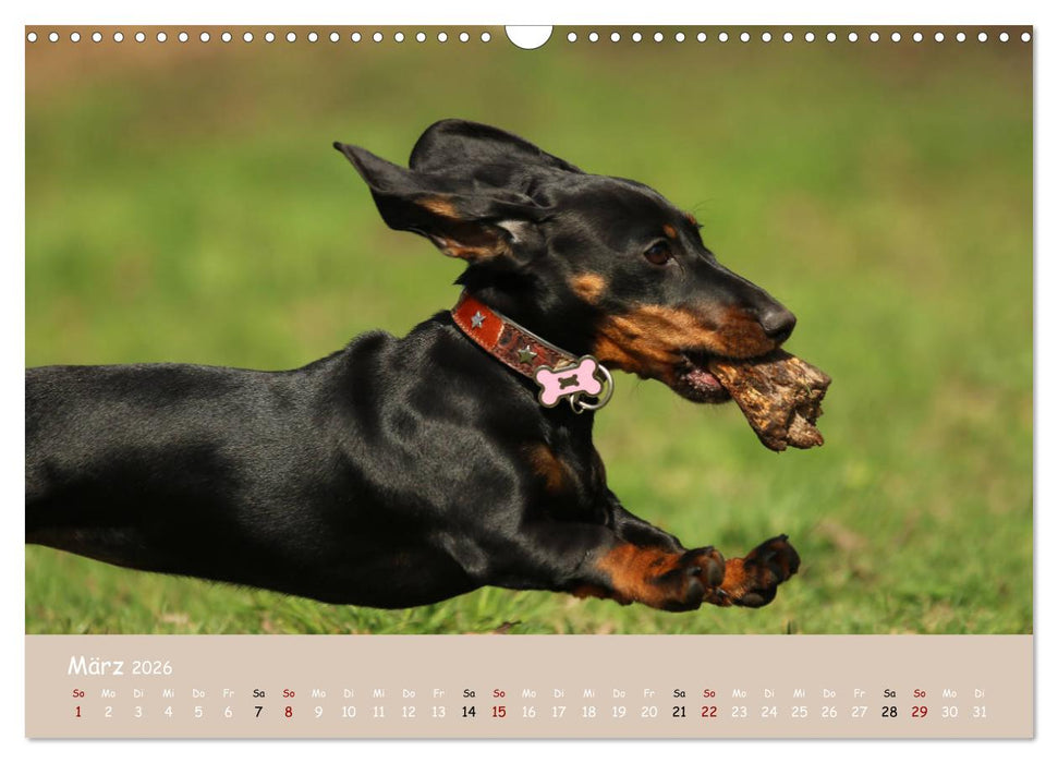 Dackel - lustige Gesellen auf kurzen Beinchen (CALVENDO Wandkalender 2026)