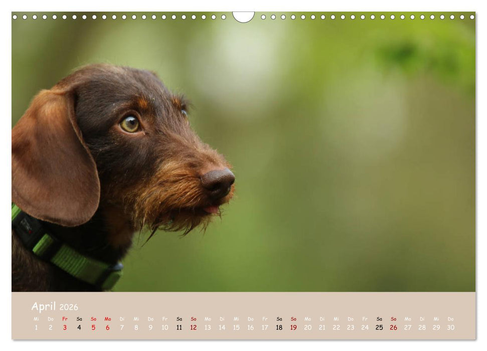 Dackel - lustige Gesellen auf kurzen Beinchen (CALVENDO Wandkalender 2026)