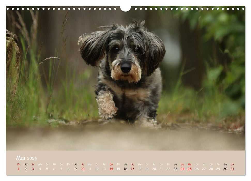 Dackel - lustige Gesellen auf kurzen Beinchen (CALVENDO Wandkalender 2026)