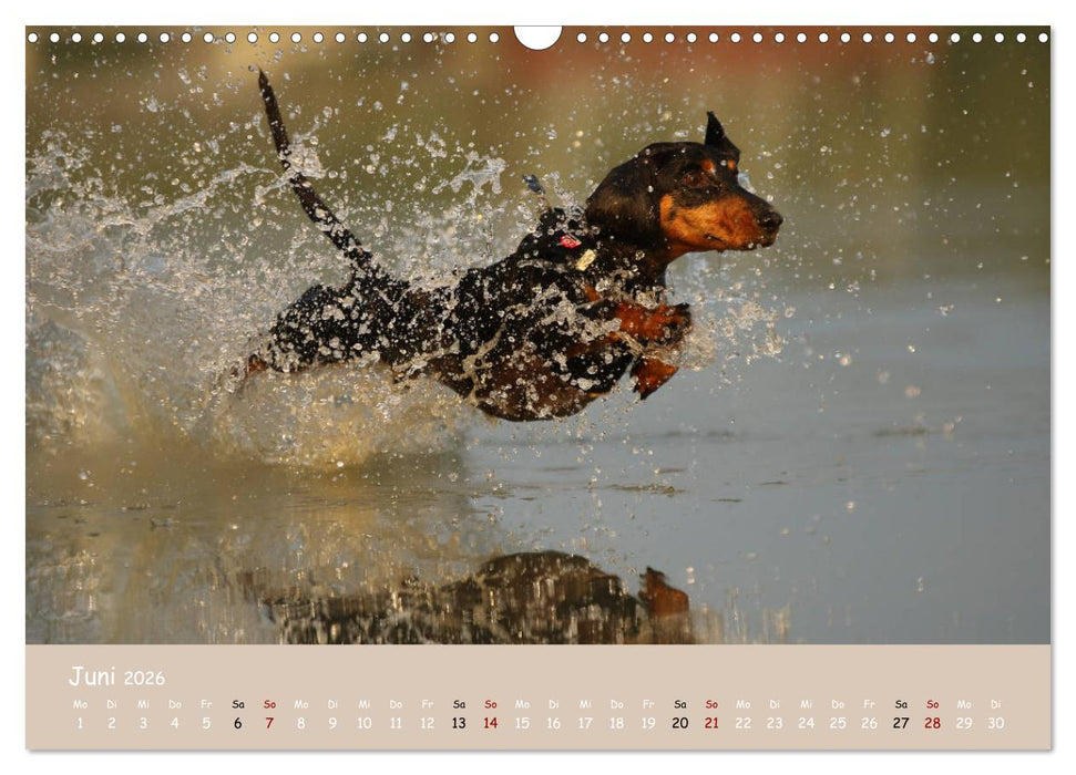 Dackel - lustige Gesellen auf kurzen Beinchen (CALVENDO Wandkalender 2026)