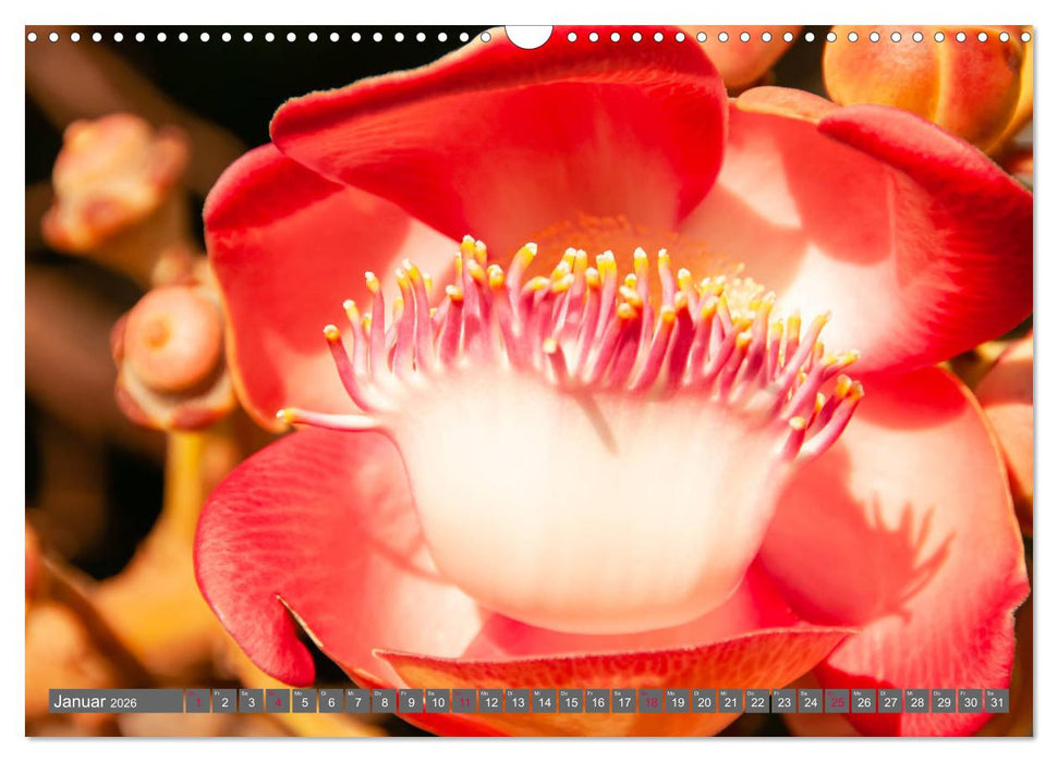 Blumenpracht der Welt (CALVENDO Wandkalender 2026)