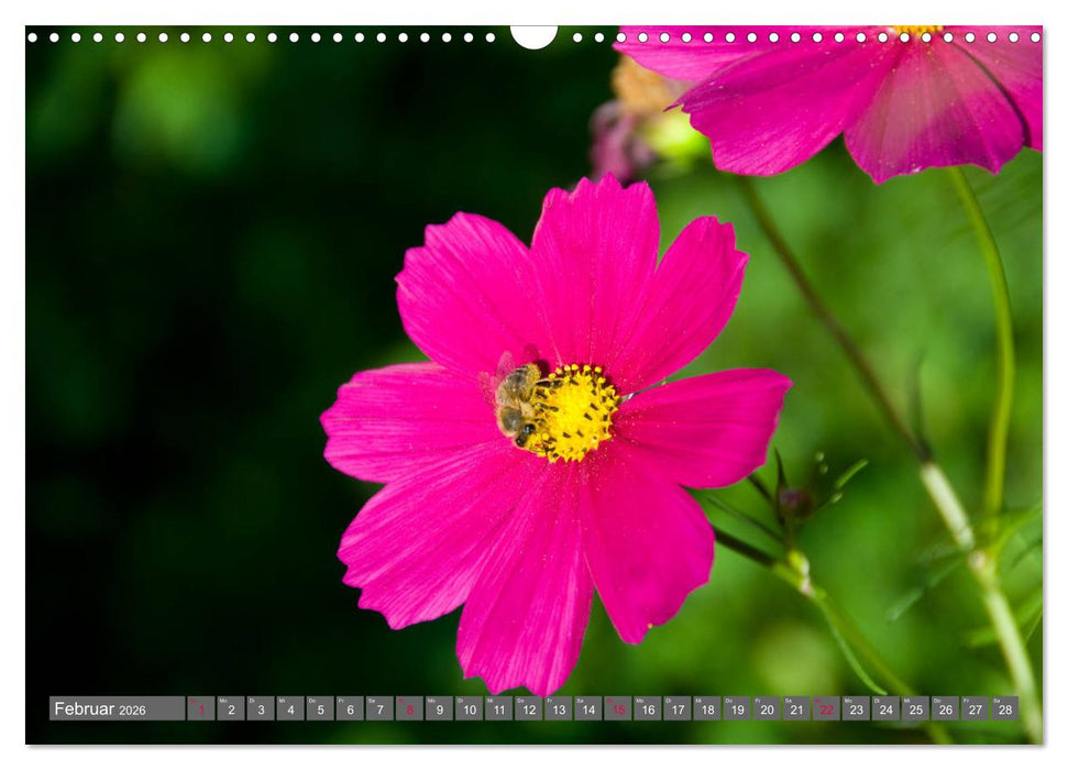 Blumenpracht der Welt (CALVENDO Wandkalender 2026)