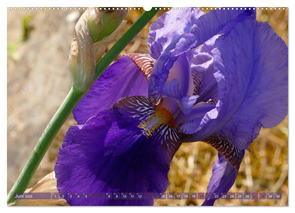Iris - mondäne Gartenschönheit (CALVENDO Premium Wandkalender 2026)