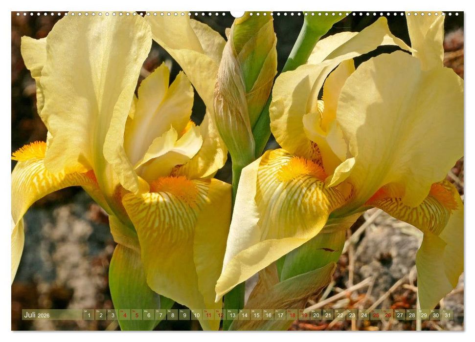 Iris - mondäne Gartenschönheit (CALVENDO Premium Wandkalender 2026)