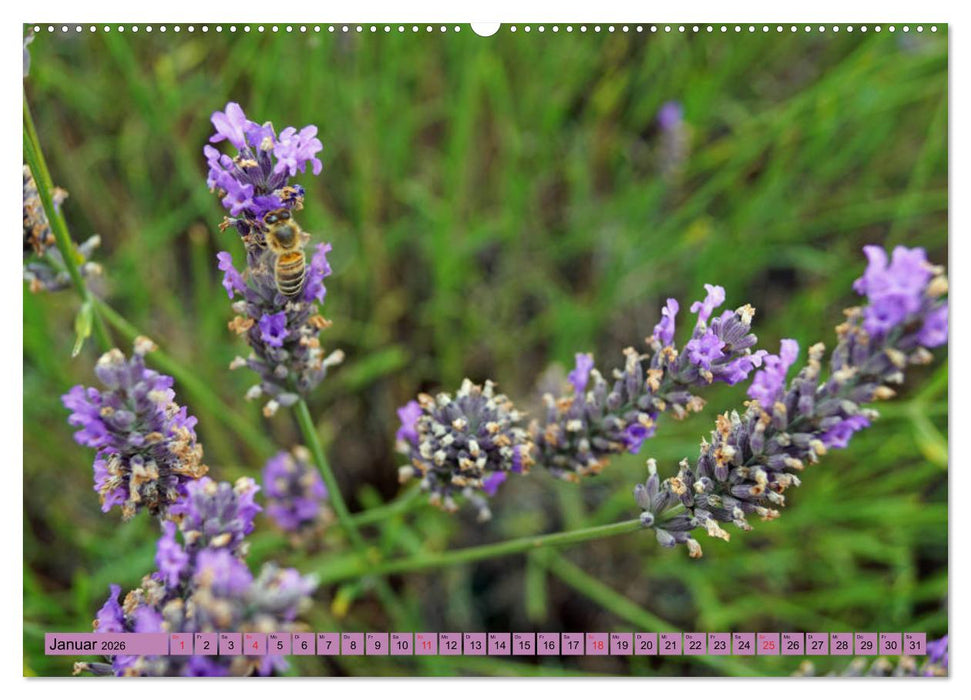 Farbzauber Lavendel (CALVENDO Wandkalender 2026)