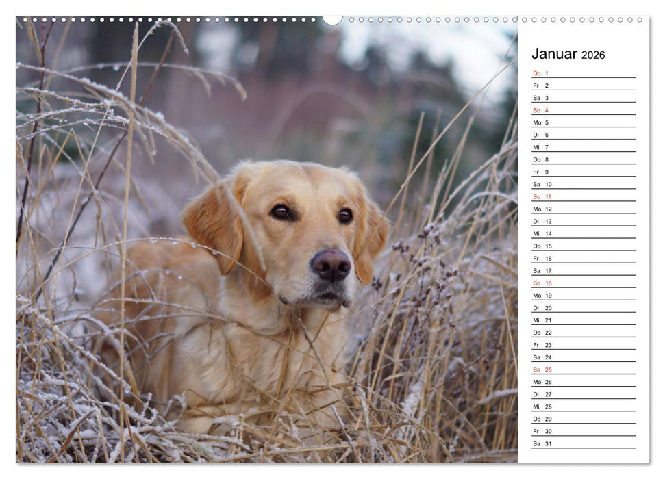 Goldig durch das Jahr! (CALVENDO Premium Wandkalender 2026)