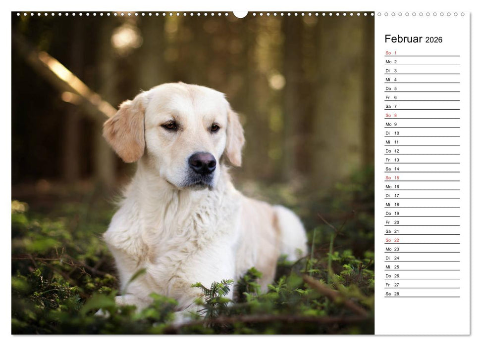 Goldig durch das Jahr! (CALVENDO Premium Wandkalender 2026)