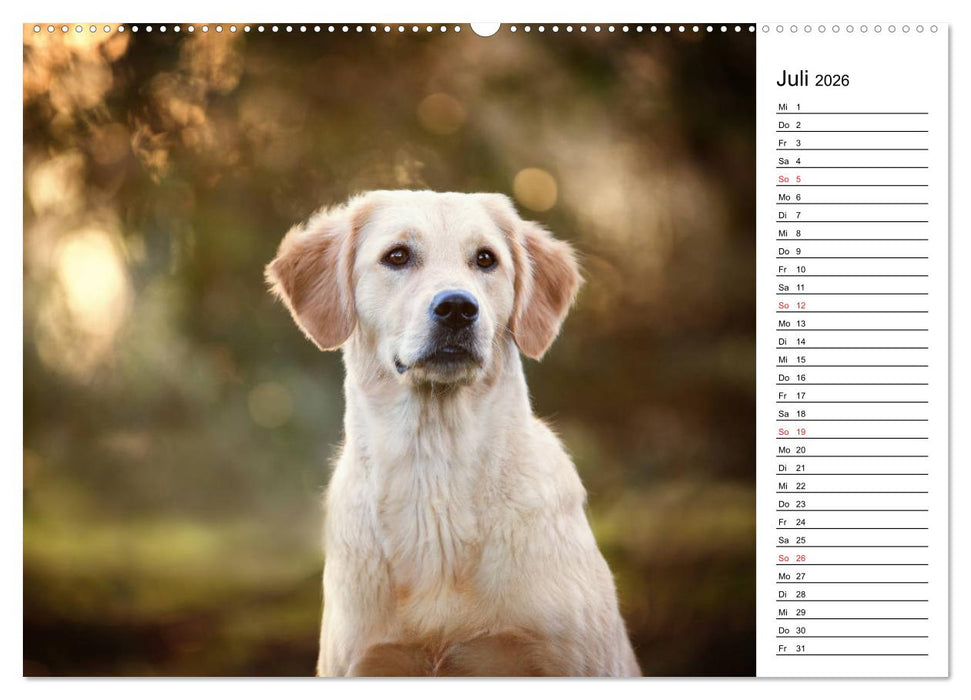 Goldig durch das Jahr! (CALVENDO Premium Wandkalender 2026)