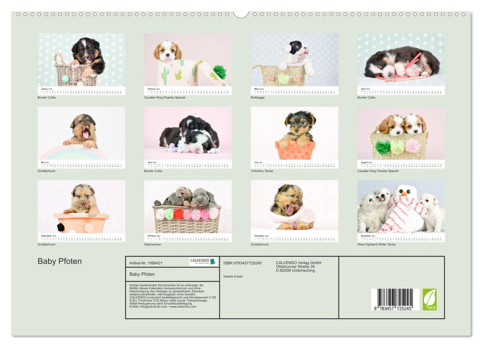 Baby Pfoten (CALVENDO Premium Wandkalender 2026)