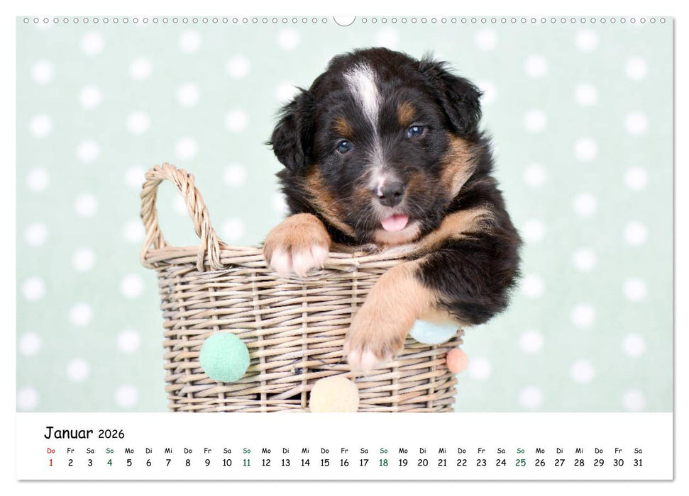 Baby Pfoten (CALVENDO Premium Wandkalender 2026)