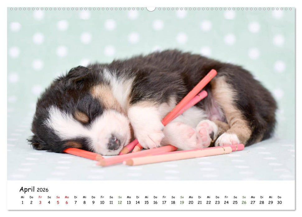 Baby Pfoten (CALVENDO Premium Wandkalender 2026)