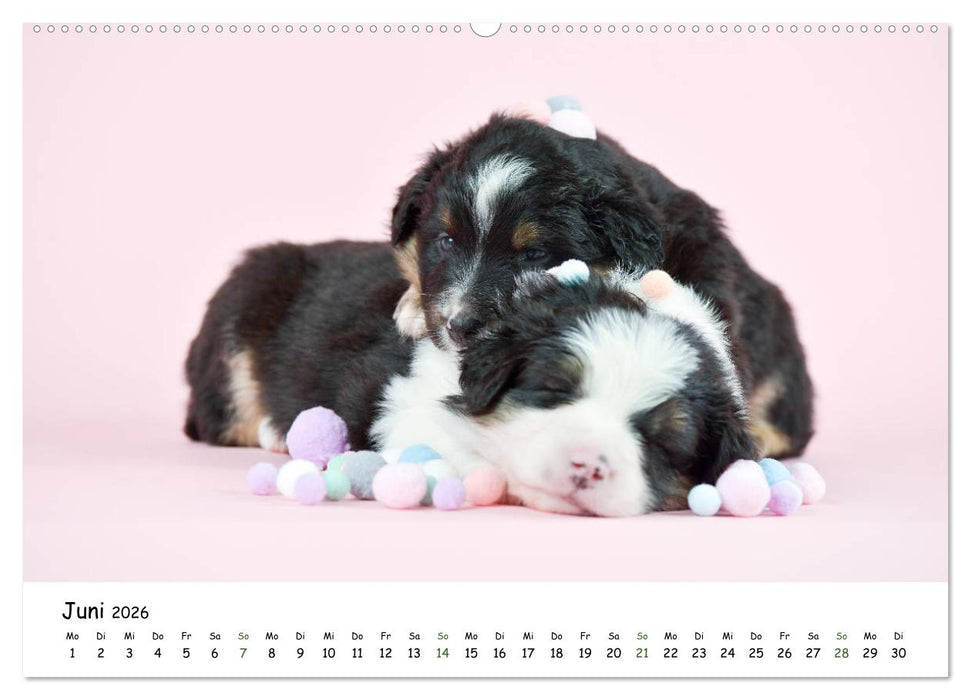 Baby Pfoten (CALVENDO Premium Wandkalender 2026)