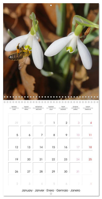 Printemps toute l'année (CALVENDO Calendrier mensuel 2026)