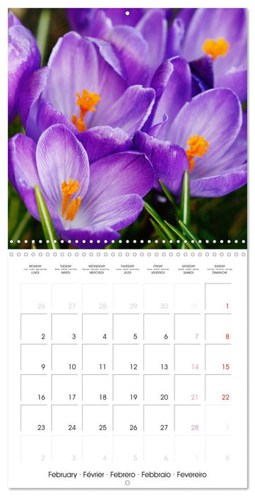 Printemps toute l'année (CALVENDO Calendrier mensuel 2026)