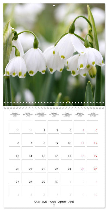 Printemps toute l'année (CALVENDO Calendrier mensuel 2026)