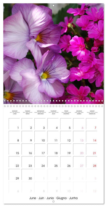 Printemps toute l'année (CALVENDO Calendrier mensuel 2026)