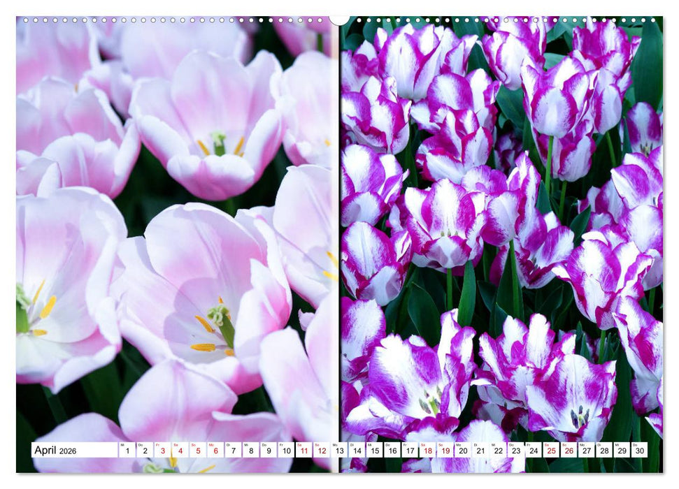 Tulpen - kunterbunte Collagen (CALVENDO Premium Wandkalender 2026)